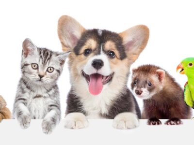 Kõik vajaminev loomadele – ühest kohast!