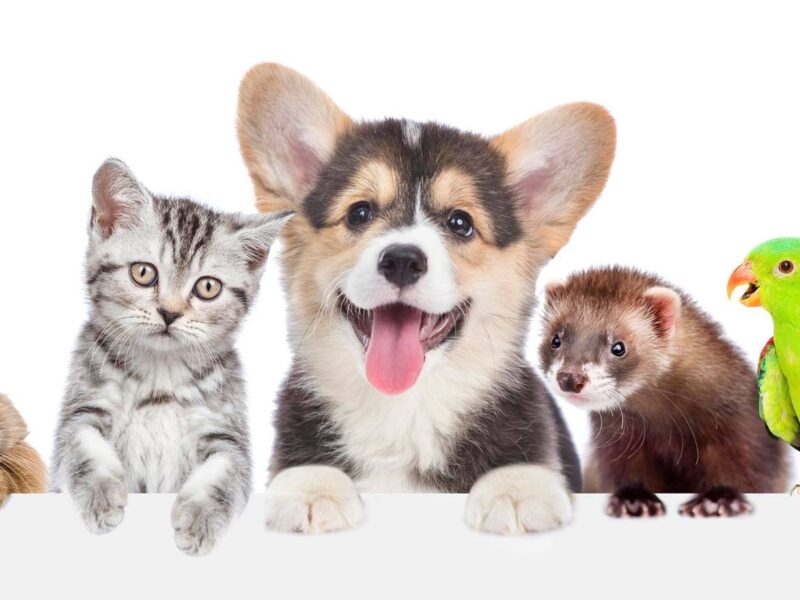 Kõik vajaminev loomadele – ühest kohast!