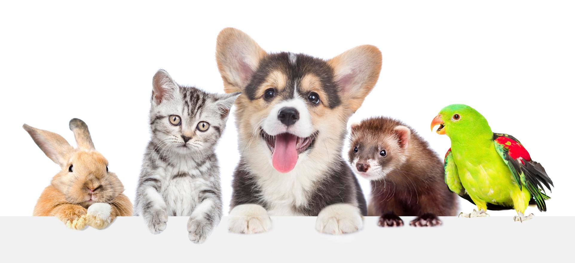 Kõik vajaminev loomadele – ühest kohast!