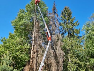 Puude lõikamine ja pügamine