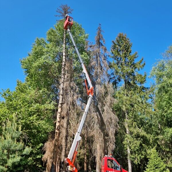 Puude lõikamine ja pügamine