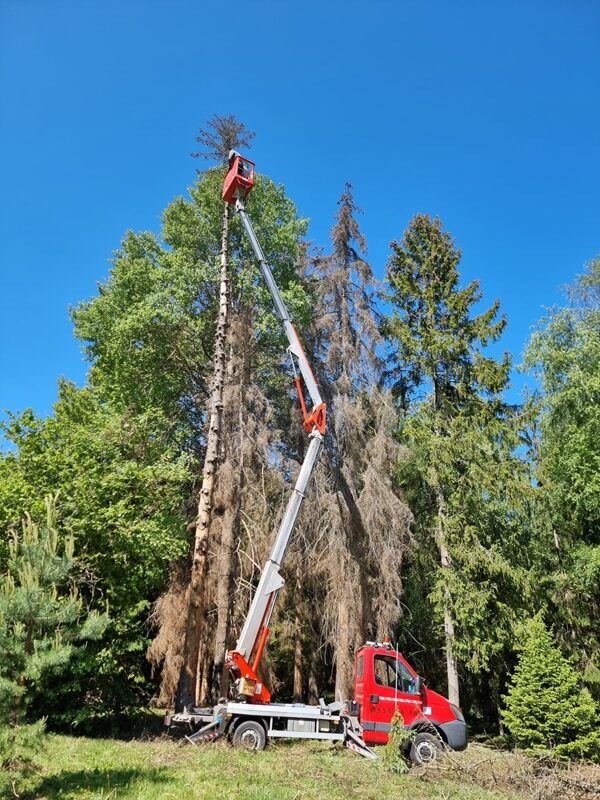 Puude lõikamine ja pügamine